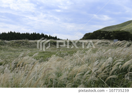 Susuki swaying in the wind Susuki swaying in the wind 107735239