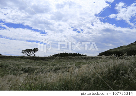 Pampas grass dancing in the autumn breeze under the blue sky 107735314