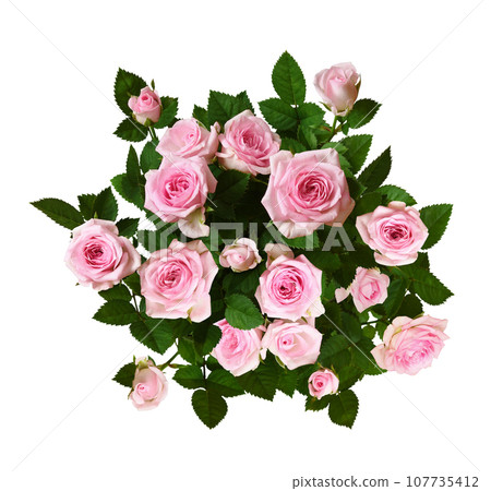 Bush of pink rose flowers with green leaves isolated on white background.  Top view. 107735412