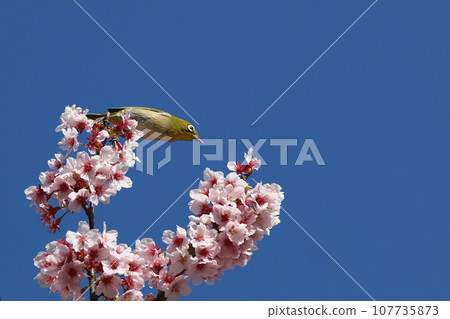 Sakura March White-eye Road (1) Sakura March White-eye Road (1) 107735873