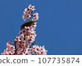 Sakura March White-eye Road (2) 107735874