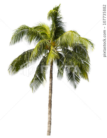 coconut palm tree isolated on white background 107735882