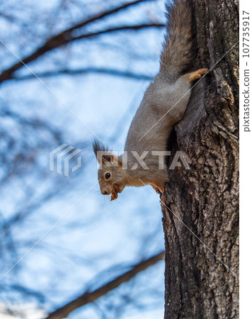 Squirrel sitting upside down on a tree trunk. The squirrel hangs upside down on a tree against colorful blurred background. Close-up. Squirrel sitting upside down on a tree trunk. The squirrel hangs upside down on a tree against colorful blurred background. Close-up. 107735917