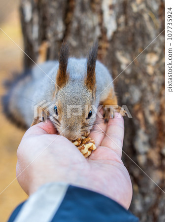 A squirrel in the autumn eats nuts from a human hand. Eurasian red squirrel, Sciurus vulgaris 107735924