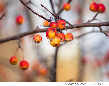 Bright red small wild apples among the yellow leaves in autumn. 107735960