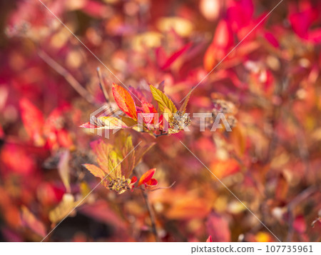 Branches with orange, red and yellow leaves in the autumn park. 107735961
