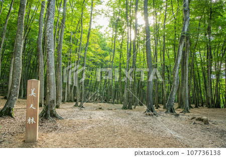 Tokamachi City, Niigata Prefecture, a beautiful green summer forest Tokamachi City, Niigata Prefecture, a beautiful green summer forest 107736138