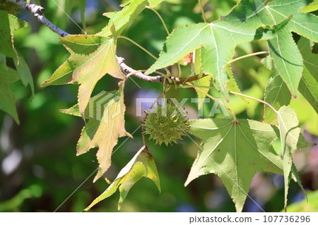 Landscape of tree branches with jagged maple berries and green leaves Landscape of tree branches with jagged maple berries and green leaves 107736296