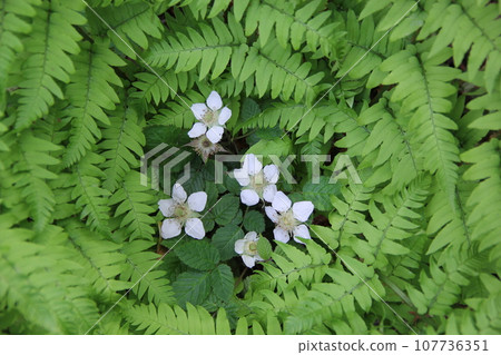 蕨類植物 蕨類植物 107736351