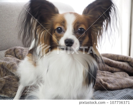 Papillon looking at camera Papillon looking at camera 107736371