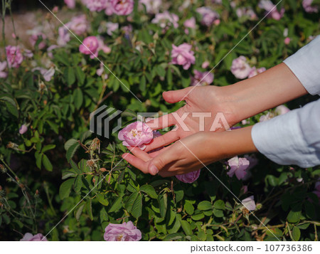 woman picking roses in Field of Damascena roses in sunny summer day . Rose petals harvest for rose oil perfume production. village Guneykent in Isparta region, Turkey a real paradise for eco-tourism. 107736386