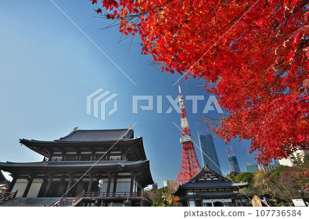 芝公園 秋天的增上寺和東京鐵塔充滿生氣的紅葉 芝公園 秋天的增上寺和東京鐵塔充滿生氣的紅葉 107736584