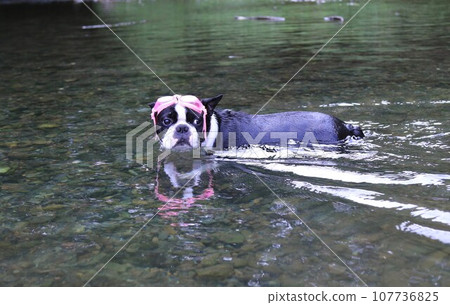 Mighty, a Boston terrier wearing goggles, looks cute as he enters the Miyako River, a popular spot for swimming in the river ♡ 107736825