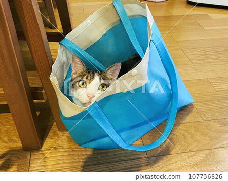 cat in a handbag 107736826