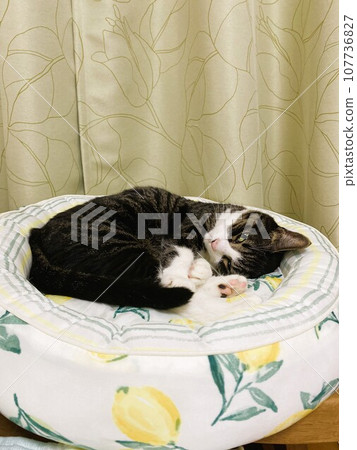 cat sleeping on pet bed 107736827