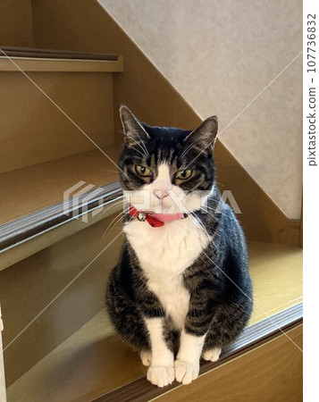 Cat sitting on the steps Cat sitting on the steps 107736832