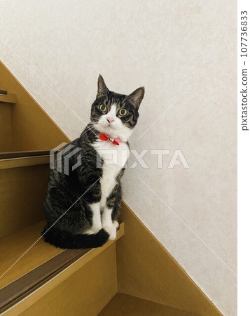 cat looking up on the stairs 107736833