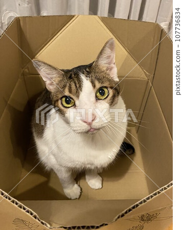 A cat looking up from inside the box 107736834