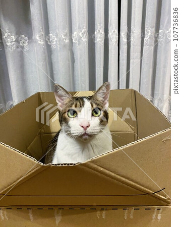 A cat looking at me from inside a cardboard box A cat looking at me from inside a cardboard box 107736836
