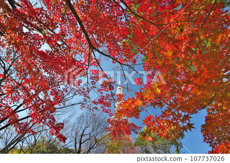 Autumn Shiba Park Tokyo Tower shines against the blue sky as seen from the bright red autumn leaves of Momiji Valley Autumn Shiba Park Tokyo Tower shines against the blue sky as seen from the bright red autumn leaves of Momiji Valley 107737026