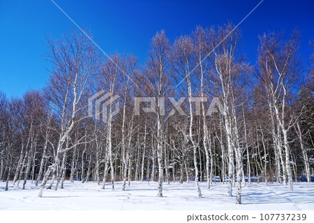白樺林和雪原的冬天風景在晴朗的藍天_Ver4 107737239