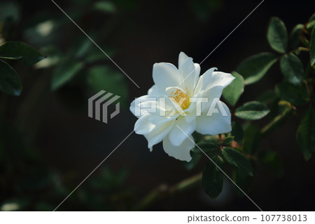 Arao City Ominous Citizen Flower Bed Rose Flower, 107738013