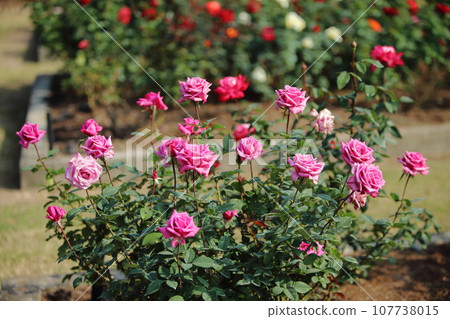 Arao City Ominous Citizen Flower Bed Rose Flower, Arao City Ominous Citizen Flower Bed Rose Flower, 107738015