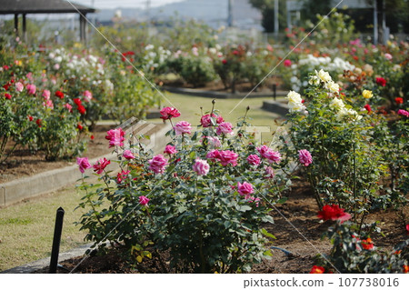 Arao City Ominous Citizen Flower Bed Rose Flower, 107738016