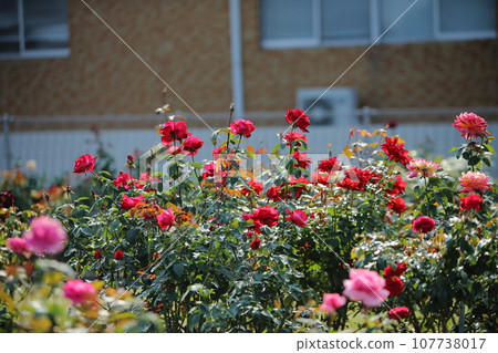 Arao City Ominous Citizen Flower Bed Rose Flower, Arao City Ominous Citizen Flower Bed Rose Flower, 107738017