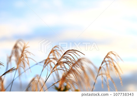 Ears of Japanese pampas grass shining in the setting sun Ears of Japanese pampas grass shining in the setting sun 107738343