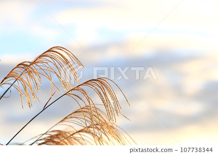 Ears of Japanese pampas grass shining in the setting sun Ears of Japanese pampas grass shining in the setting sun 107738344