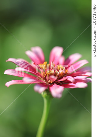 百日菊0318 107738460