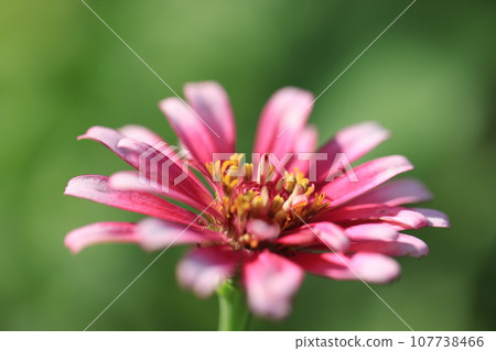 Zinnia 0324 107738466