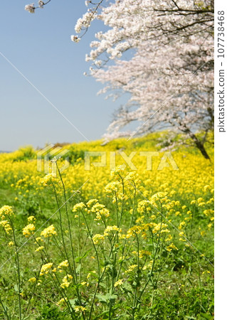 Landscape with rape flowers and cherry blossoms 107738468