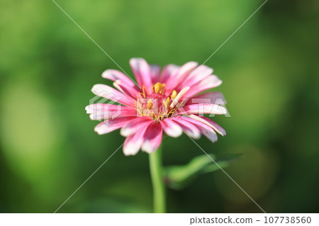 Zinnia 0327 Zinnia 0327 107738560