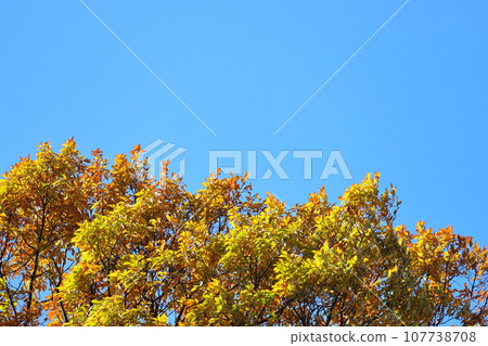 Autumn leaves of acorn tree Autumn leaves of acorn tree 107738708