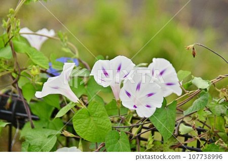 Western morning glory milkyway flower Western morning glory milkyway flower 107738996