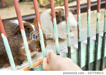 Guinea pig being fed inside the fence Guinea pig being fed inside the fence 107739013