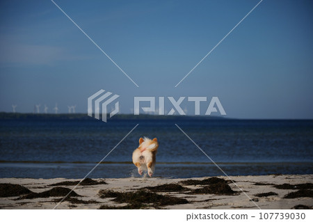 Portrait of welsh corgi pembroke puppy running on the beach Portrait of welsh corgi pembroke puppy running on the beach 107739030
