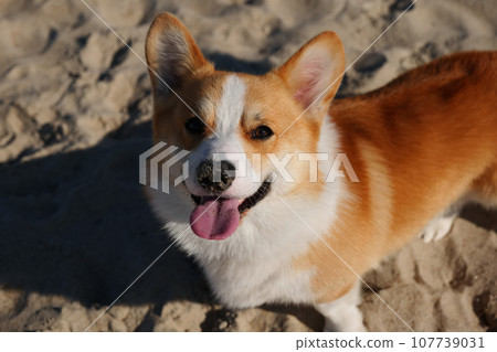 Portrait of welsh corgi pembroke puppy Portrait of welsh corgi pembroke puppy 107739031