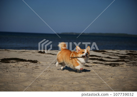 Portrait of welsh corgi pembroke puppy running with branch on the beach Portrait of welsh corgi pembroke puppy running with branch on the beach 107739032