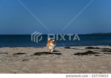 Portrait of welsh corgi pembroke puppy running with branch on the beach Portrait of welsh corgi pembroke puppy running with branch on the beach 107739033