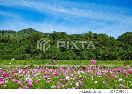 發光在藍天的波斯菊 發光在藍天的波斯菊 107739051