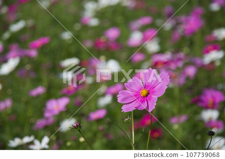 發光在藍天的波斯菊 發光在藍天的波斯菊 107739068
