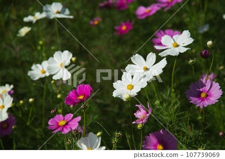 發光在藍天的波斯菊 發光在藍天的波斯菊 107739069