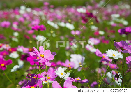 Cosmos shining in the blue sky Cosmos shining in the blue sky 107739071