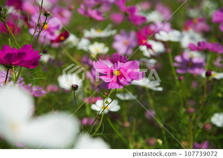 Cosmos shining in the blue sky Cosmos shining in the blue sky 107739072