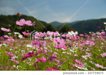 Cosmos shining in the blue sky 107739073