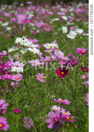 發光在藍天的波斯菊 發光在藍天的波斯菊 107739106