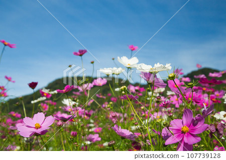 Cosmos shining in the blue sky Cosmos shining in the blue sky 107739128